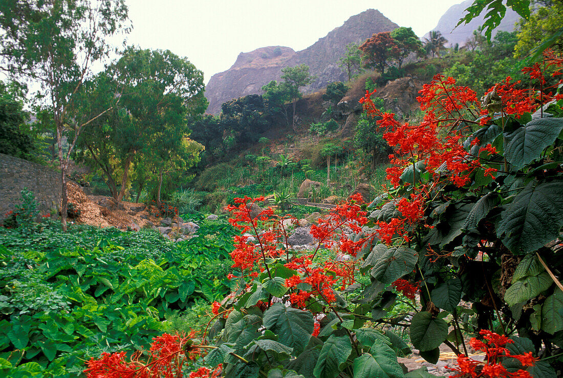 Mountain landscape and vegetation, Paul, Santo Antao, Cape Verde, Africa