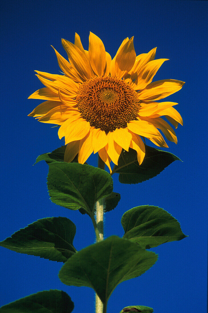 Sonnenblume