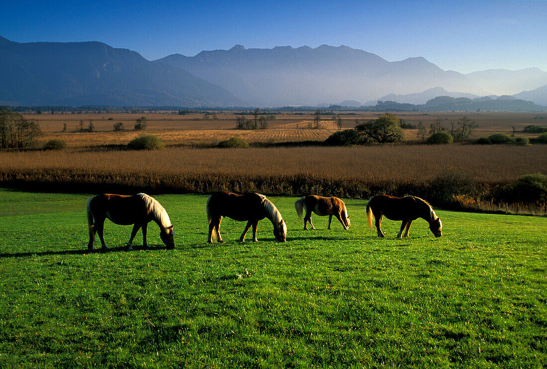 View Pferde auf der Weide im Sonnenlicht, Murnauer Moos, Murnau, Bayern, Deutschland, Europa