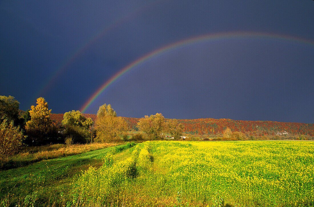Canola field under a rainbow at a stormy atmosphere, Altmuehltal, Upper Bavaria, Bavaria, Germany