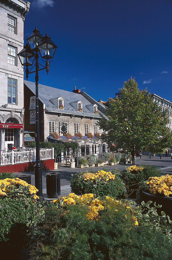 Flowers at Place J. Cartier, Old Town, Montreal Prov. Quebec, Canada