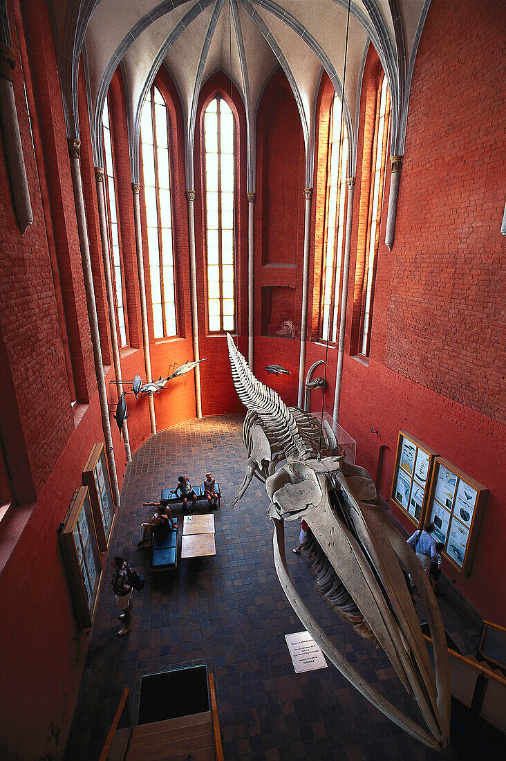Finnwalskelett, Meeresmuseum Stralsund, Meckl.-Vorpommern