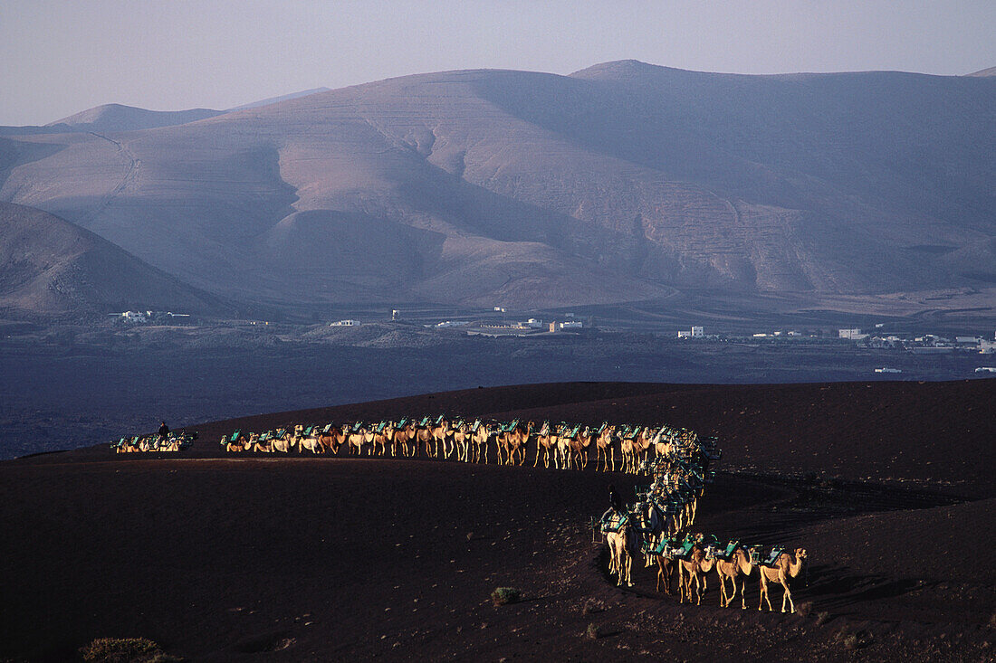 Kamele f. Touristen v. Yaiza kommend, Vulkanlandschaft, Timanfaya Nationalpark, Lanzarote, Kanarische Inseln, Spanien