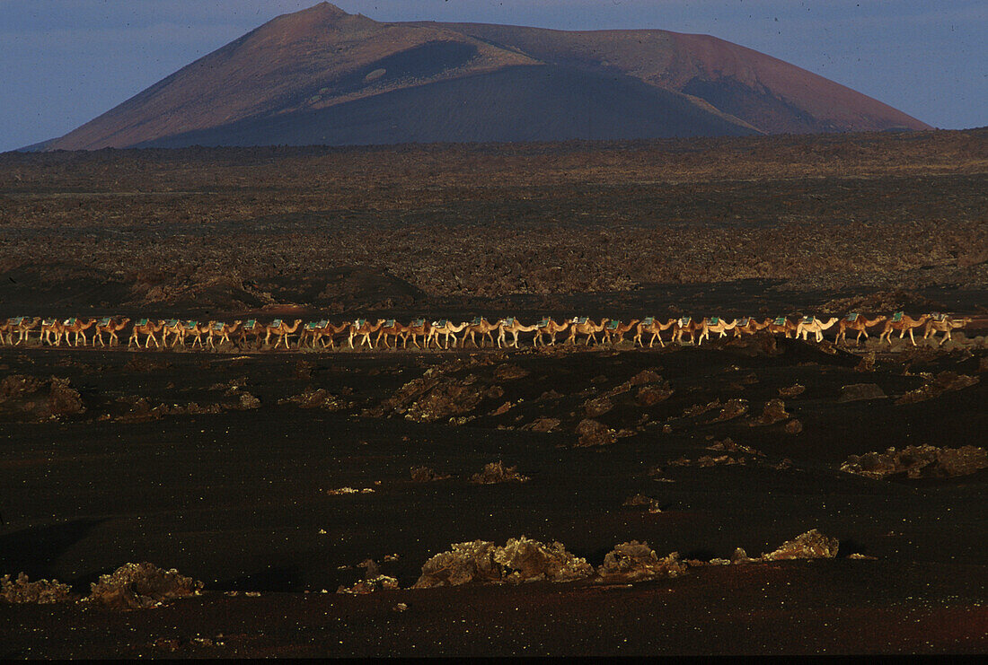 Kamele f. Touristen, Feuerberge, Vulkanlandschaft, Timanfaya NP. Lanzarote, Kan. Inseln, Spanien