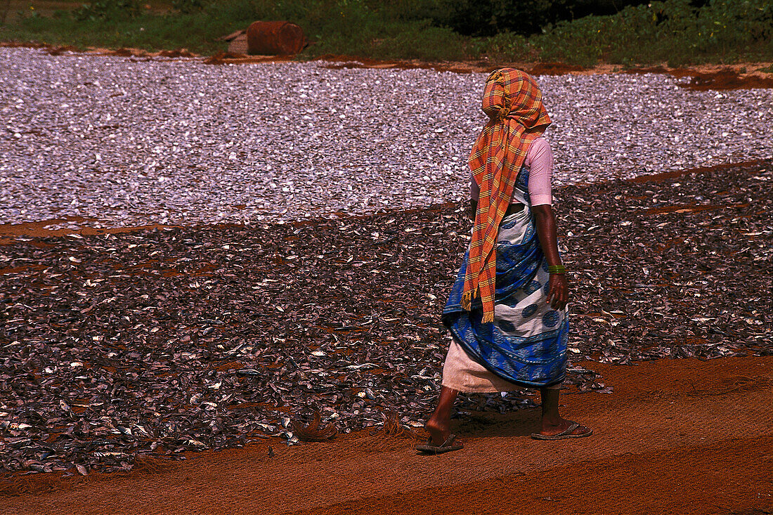 Trockenfischverarbeitung, Goa, Indien