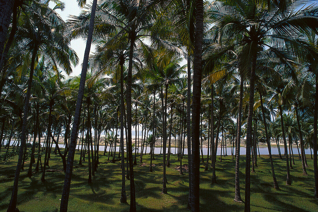 Palmenwald, Arambol Beach, Goa, Indien
