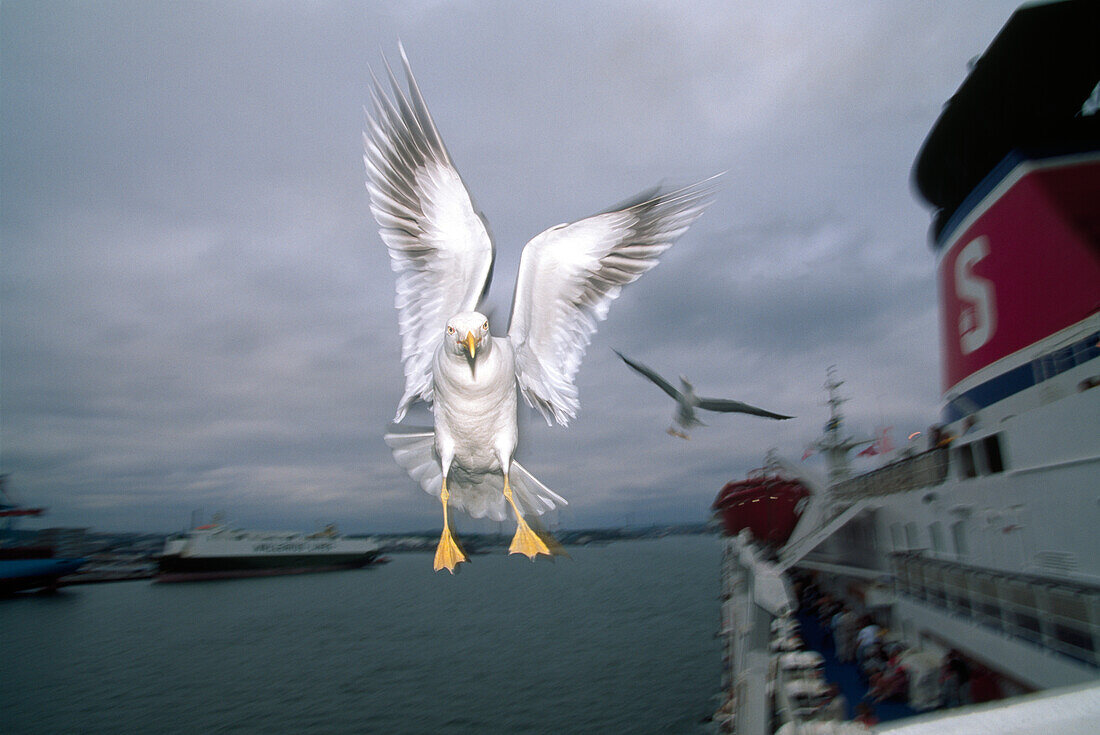 Möwe im Flug vor einer Fähre auf dem Fluß Göta Älv, Schweden, Europa