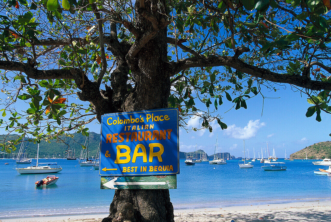 Baum am Strand der Admiralty Bay, Port Elizabeth, Insel Bequia St. Vincent & The Grenadines