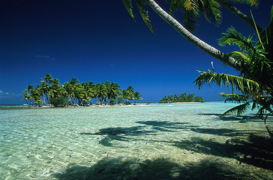 Kokospalmen auf Motus, Blaue Lagune, Atoll Rangiroa, Tuamotus Franz. Polynesien