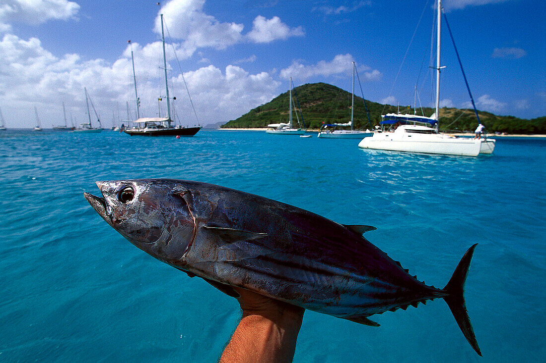 Thunfisch, St. Vincent, Grenadinen