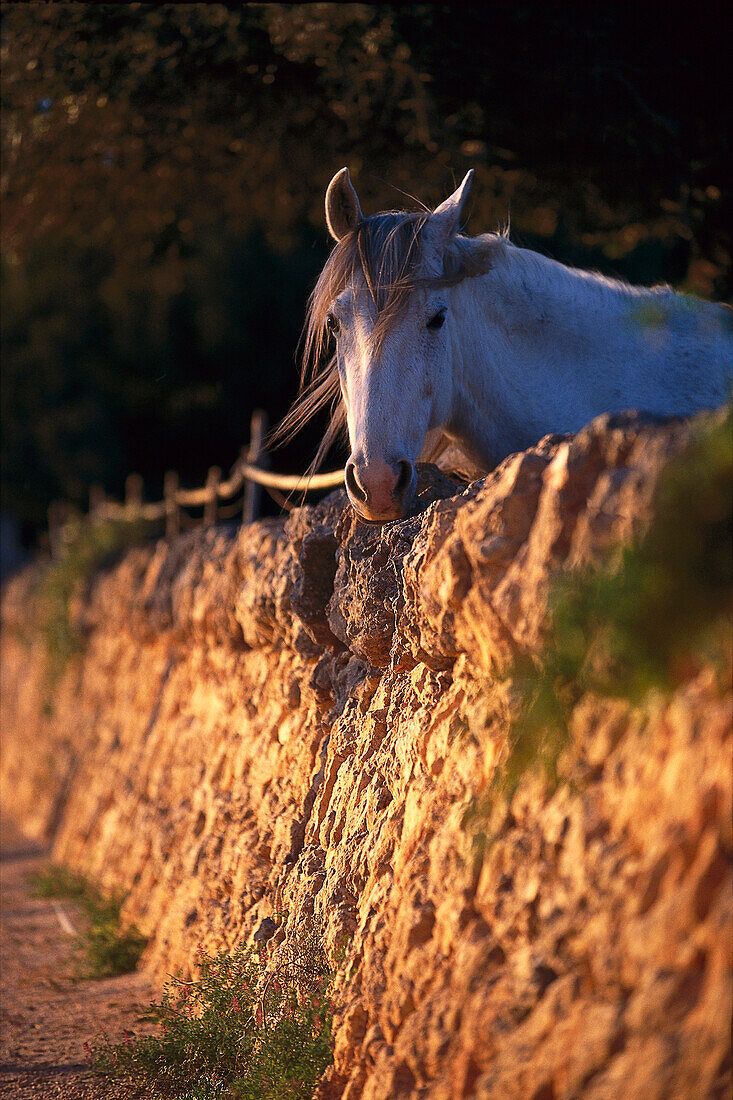 Pferd an einer Mauer im Licht der Abendsonne, Mallorca, Spanien, Europa