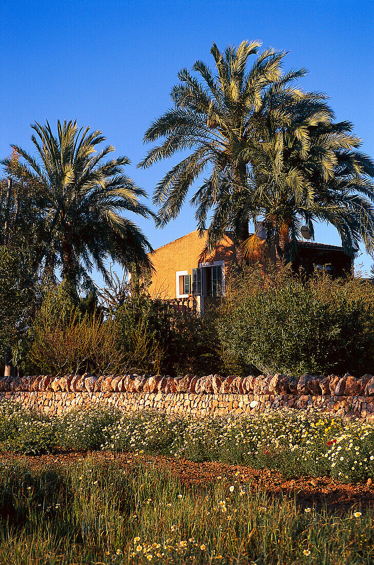 Finca Es Figueral und Palmen unter blauem Himmel, Mallorca, Spanien, Europa