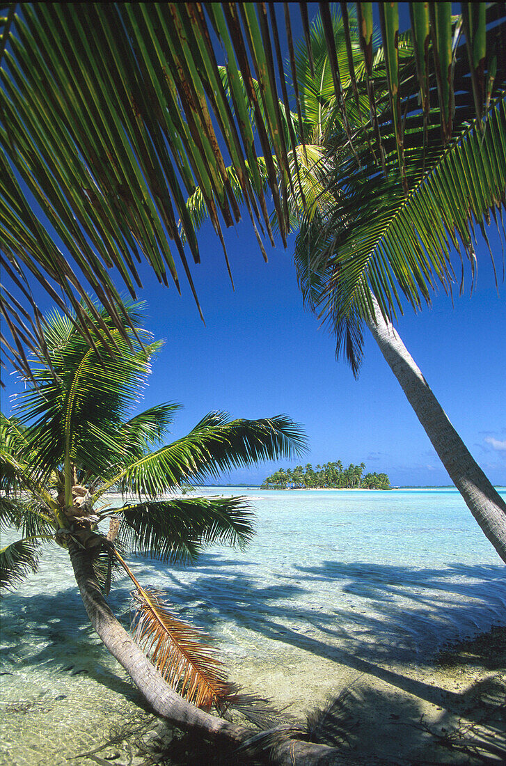Coconut palm trees on Motu island in the sunlight, Tuamotu, French Polynesia, South Pacific, Oceania
