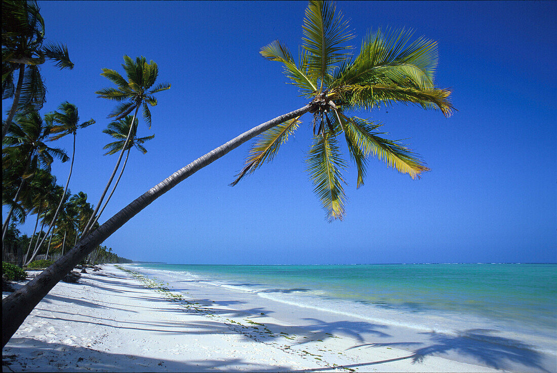 Idyllischer Palmenstrand unter blauem Himmel, Sansibar, Tansania, Afrika