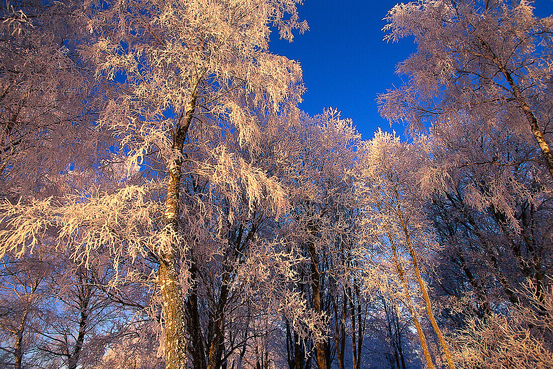 Überfrorene Bäume, Raureif, bei Kinna, Väster Götland, Schweden