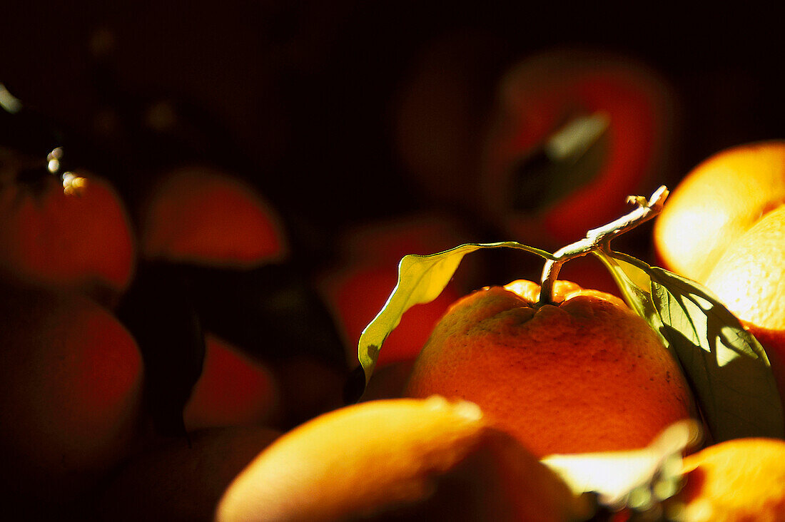 Orangen, Finca-Hotel de Reis, Soller Mallorca, Spanien