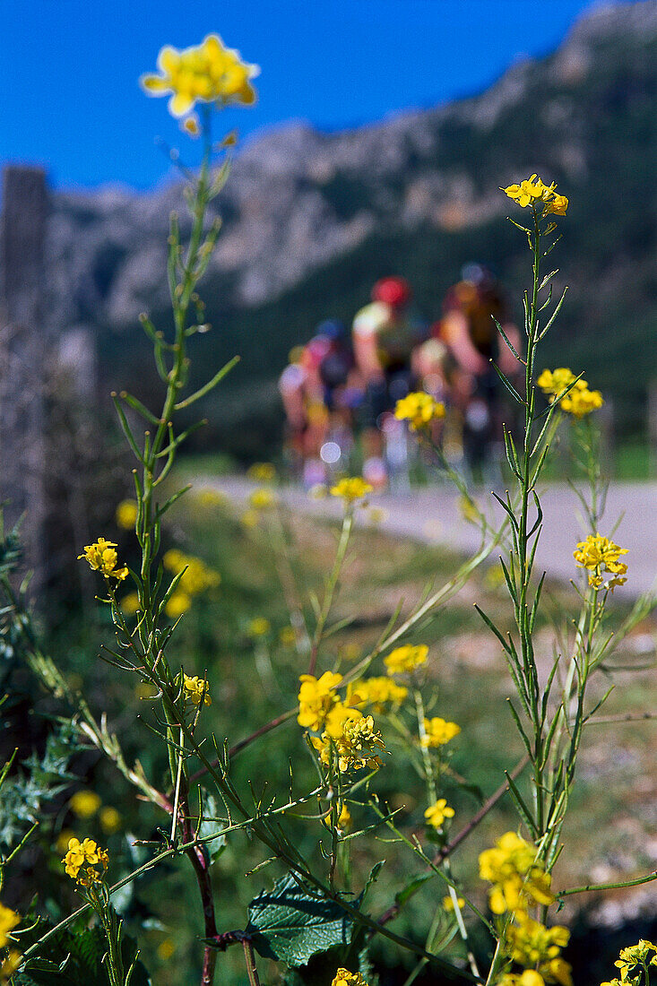 Group of cyclists, valley of Orient, Serra de Tramuntana, Majorca, Spain