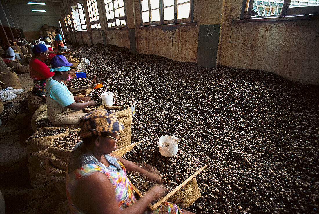 Women are sorting Nutmegs, Gouyave Grenada