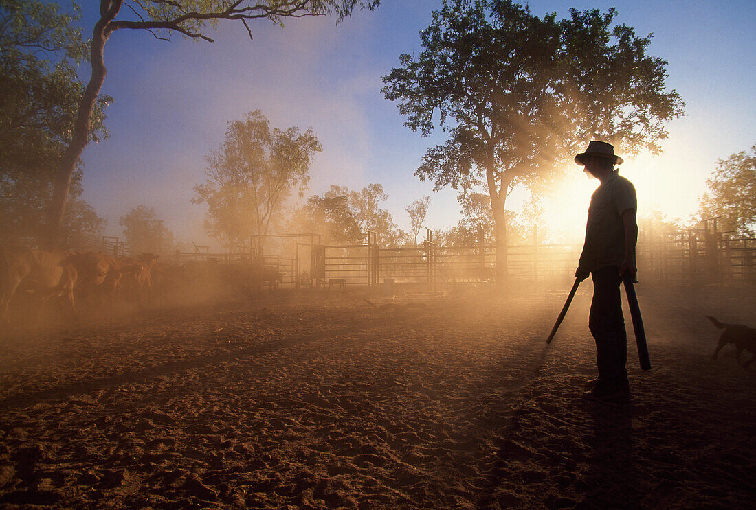 A man and a cattle herd in the light of the evening sun, Gorrie Station, Northern Territory, Australia