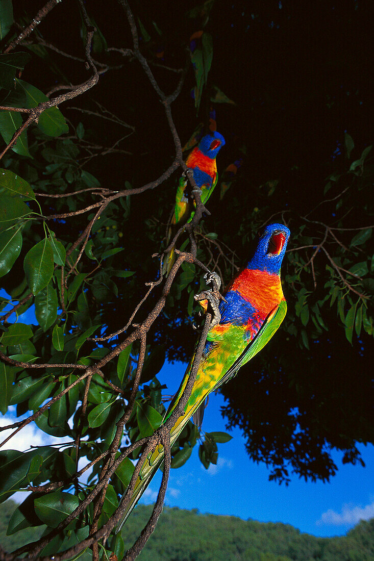 Rainbow Lorrikeets, Whitsunday Island Queensland, Australia