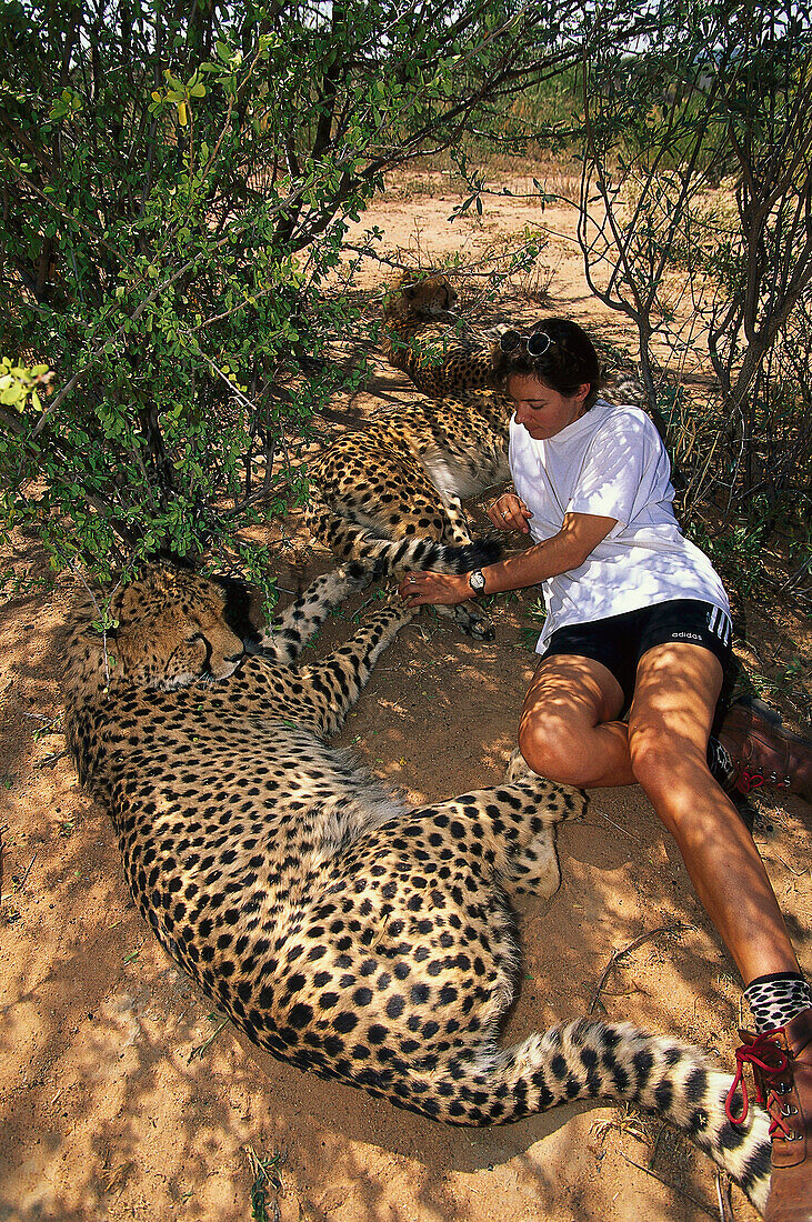 Eine Frau und drei Geparden im Schatten eines Strauchs, Okonjima, Namibia, Afrika