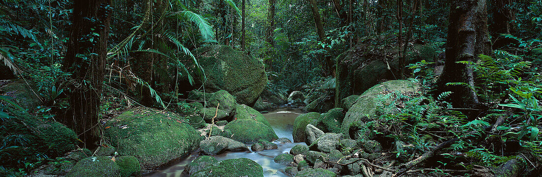 Tropic Rainforest, Daintree National Park, near Mossman Queensland, Australia