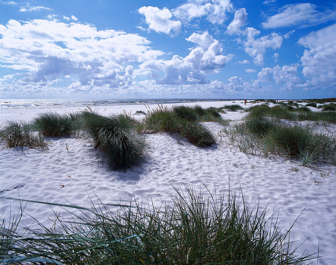 Dunes , Dueodde, South Coast, Bornholm Denmark
