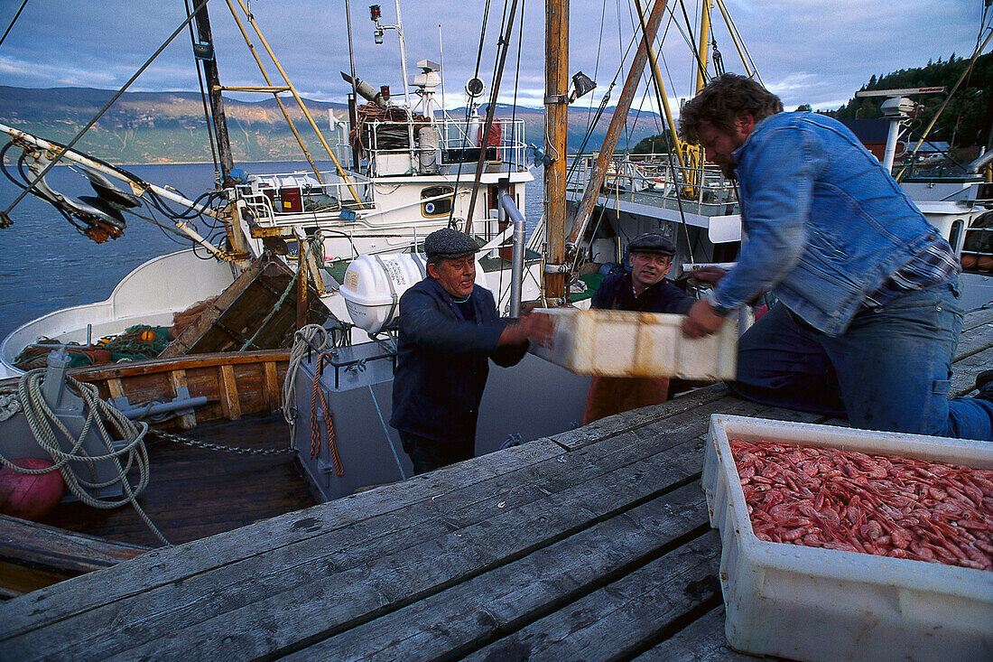 Fishermen with shrimps on a fishing boat, Lyngseidet, Lyngenfjord, Troms, Norway, Europe