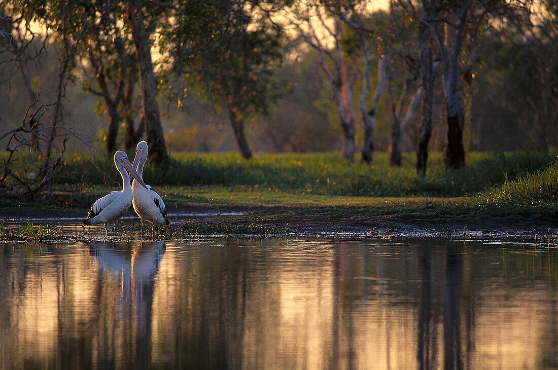 Pelicans standing in the water at dusk, Yellow Water Wetlands, Kakadu National Park, Northern Territory, Australia