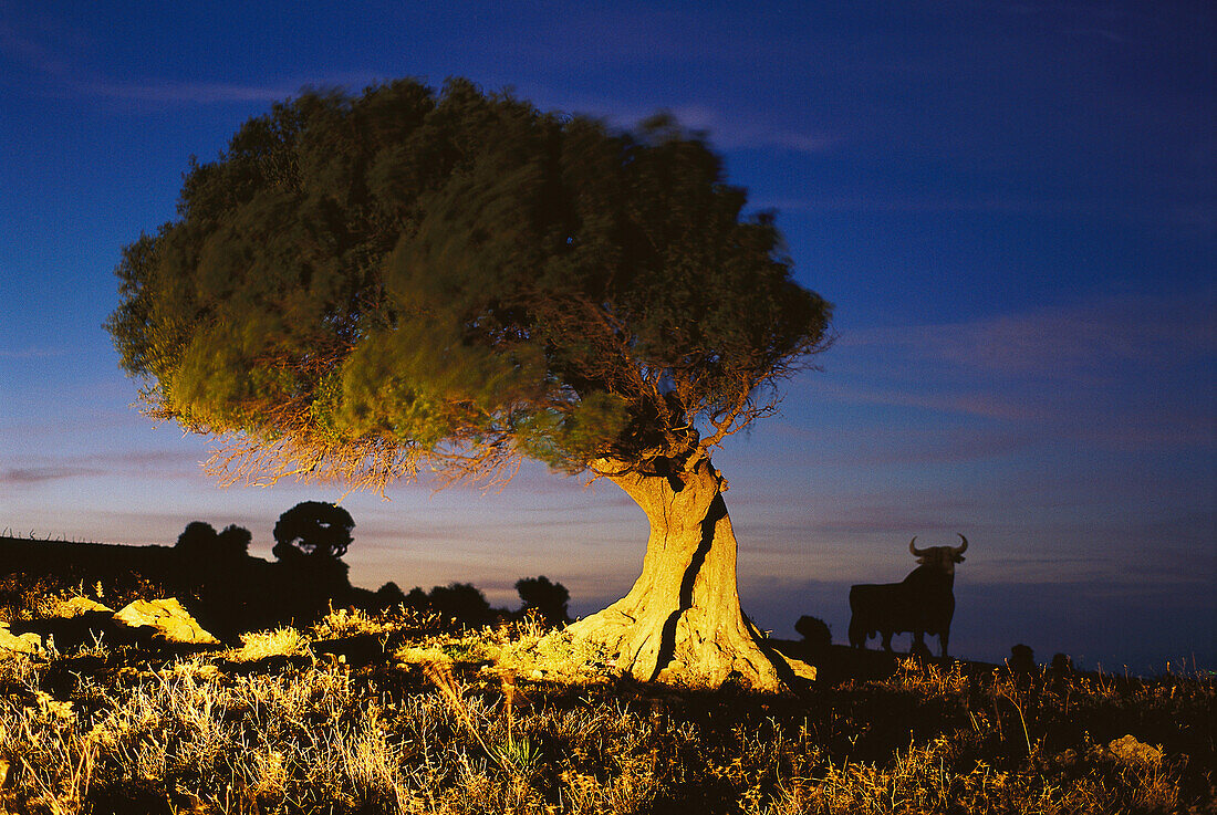 Osborne Bull, Costa de la Luz Andalusia, Spain