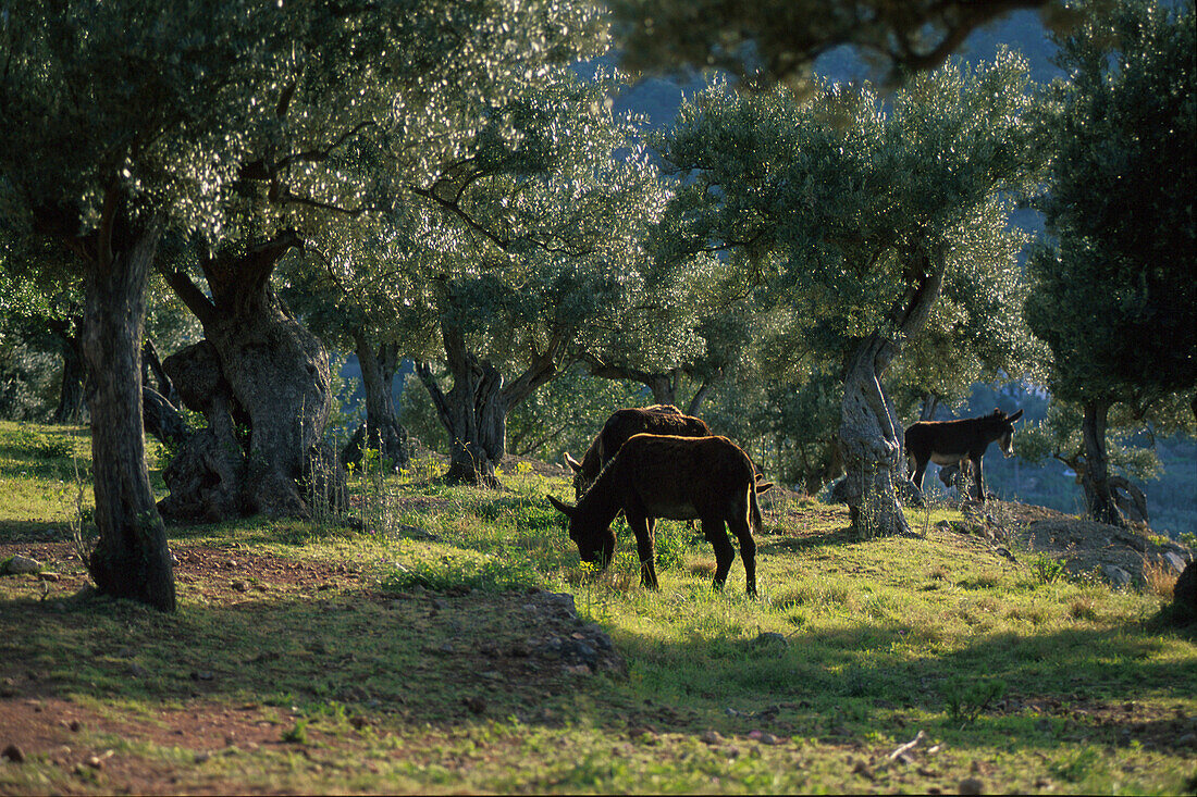 Maultiere grasen unter Olivenbäumen, Sierra de Tramuntana, Mallorca, Spanien, Europa