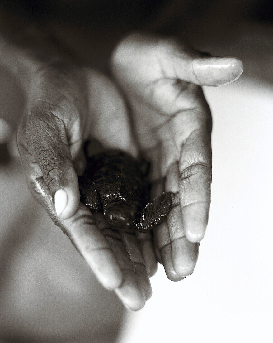 Holding a Turtle, Cape Verde