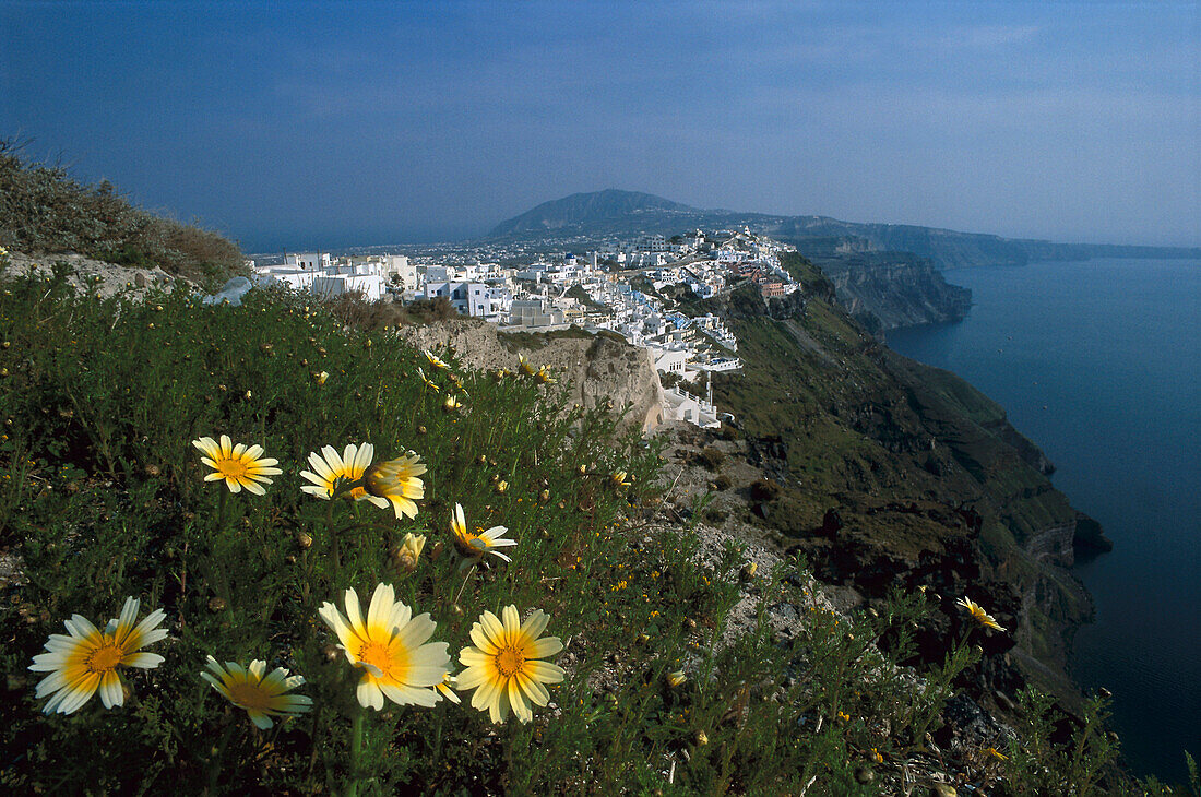 Blumen an einem Berghang und Blick auf Fira, Santorin, Kykladen, Griechenland, Europa