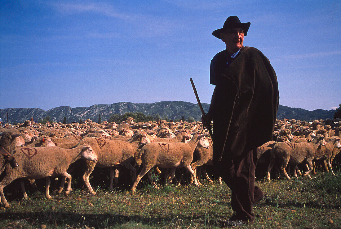 Shepherd, St Remy de Provence France