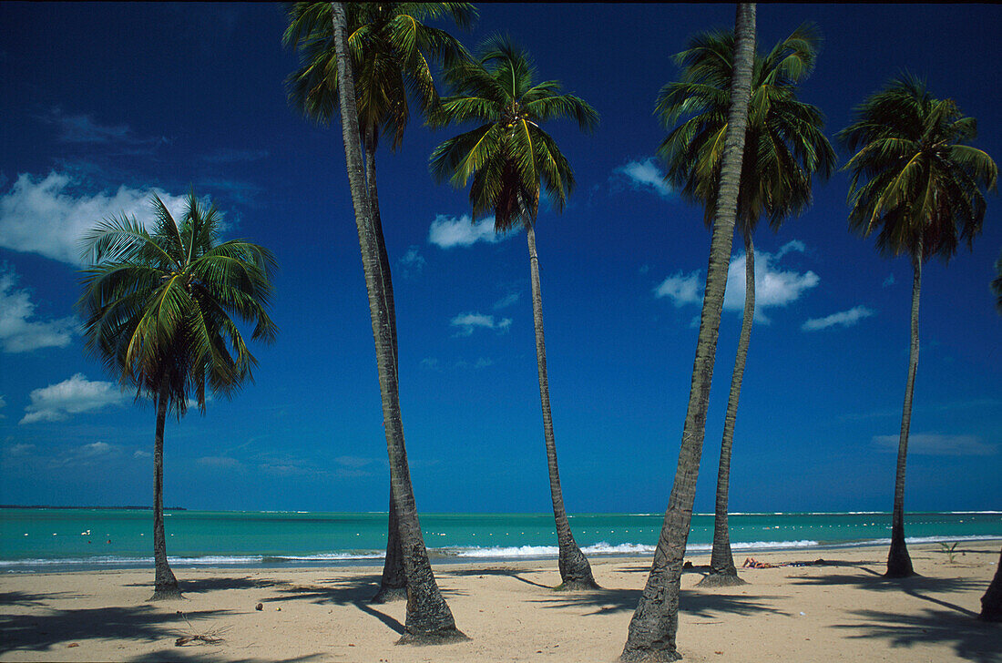 Strand, Seven Seas, Palmen, Puerto Rico Karibik