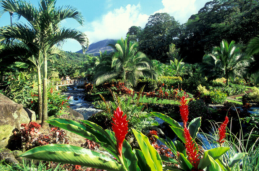 A stream floating between palm trees at La Fortuna, in the background the volcano Arenal, Costa Rica, America