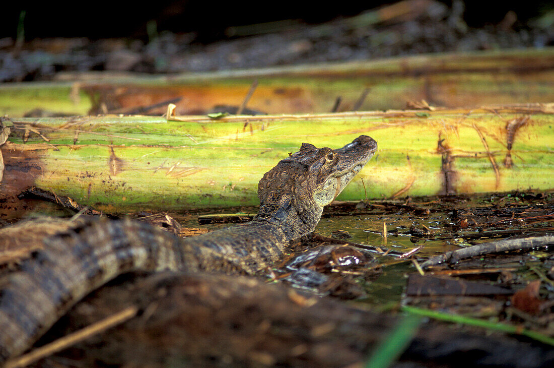Little alligator, Tortuguero National Park, Costa Rica, Caribbean, Central America