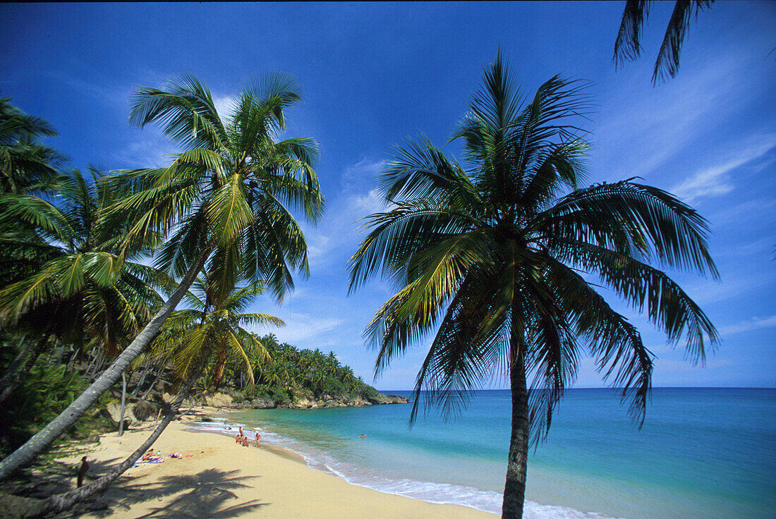 Sandy beach and palm trees in the sunlight, Cabrera, North coast, Dominican Republic, Caribbean, America