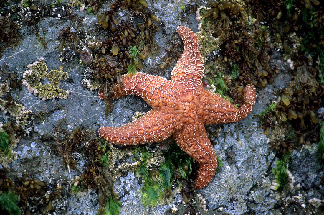 Starfish, Pacific Rim National Park, Vancouver Island, British Columbia, Canada