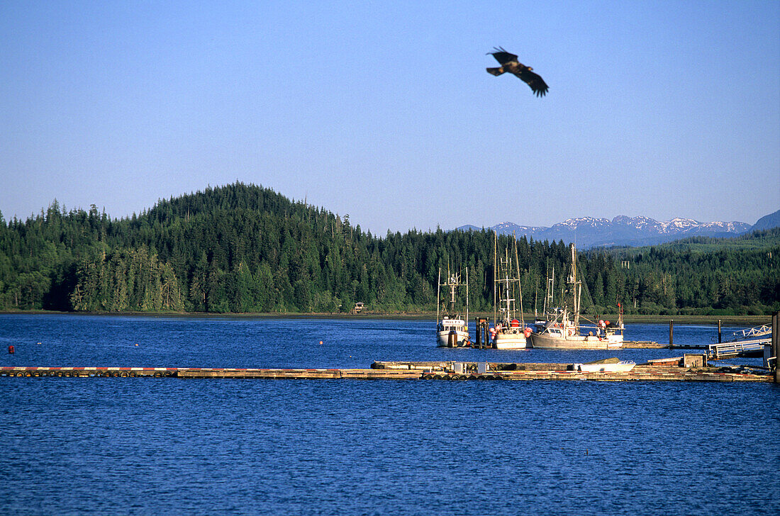 Sea eagle above Port Hardy, Port Hardy, Vancouver Island, British Columbia, Canada