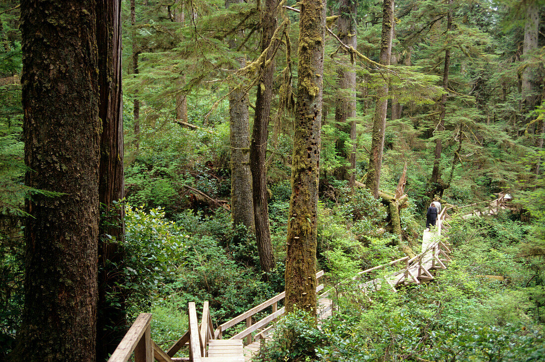 Holzsteg zwischen den Bäumen des Regenwaldes, Pacific Rim Nationalpark, Vancouver Island, Britisch-Kolumbien, Kanada, Amerika