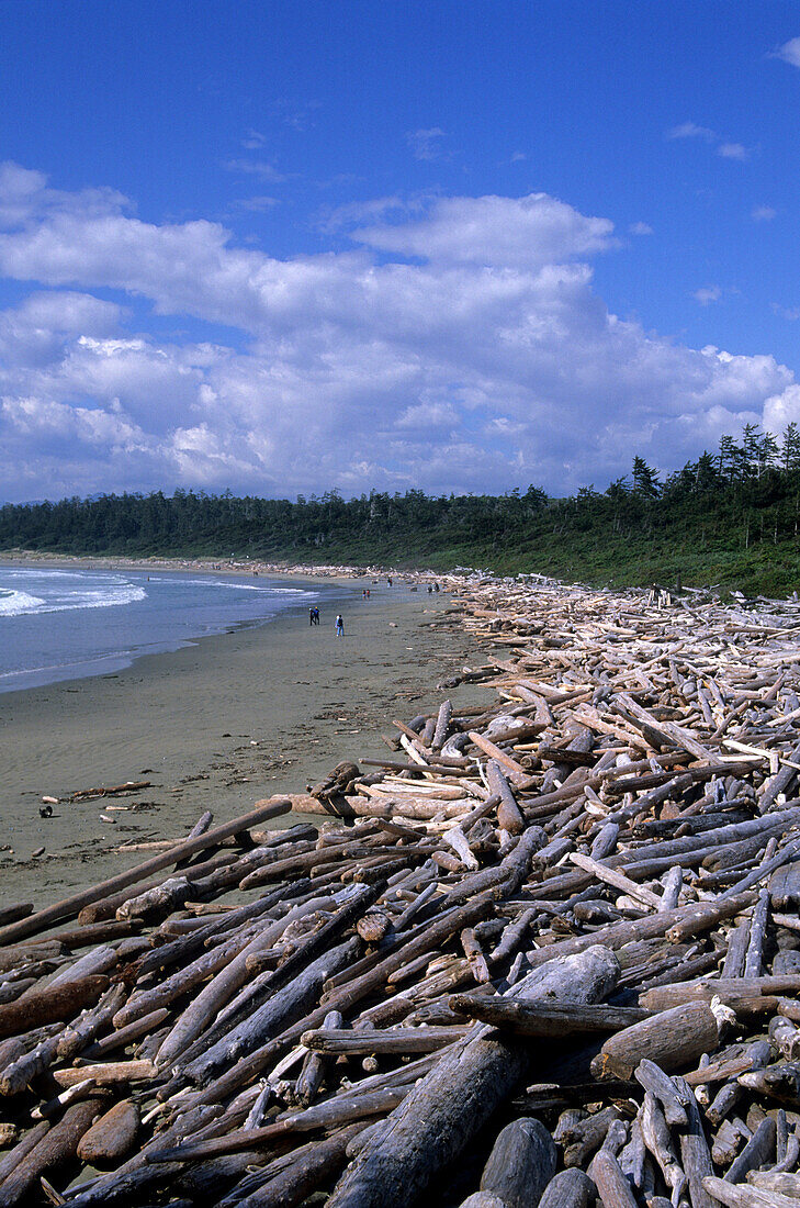 Treibholz am Strand der Wickanimish Bucht, Pacific Rim Nationalpark, Vancouver Island, Britisch-Kolumbien, Kanada, Amerika