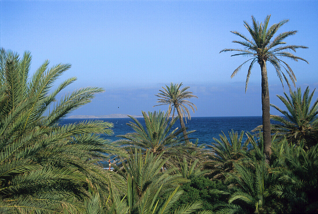 Palmenstrand, Vai, Kreta Griechenland