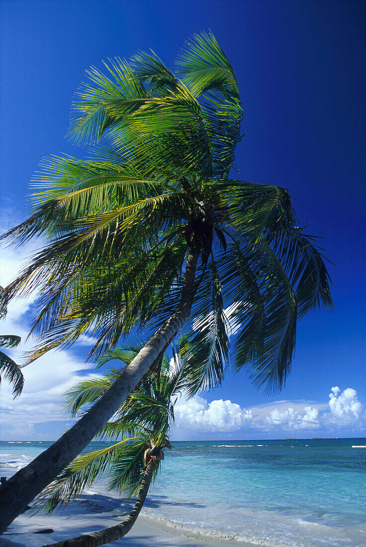 Strand von Las Terrenas, Halbinsel Samana Dominik. Republik, Karibik