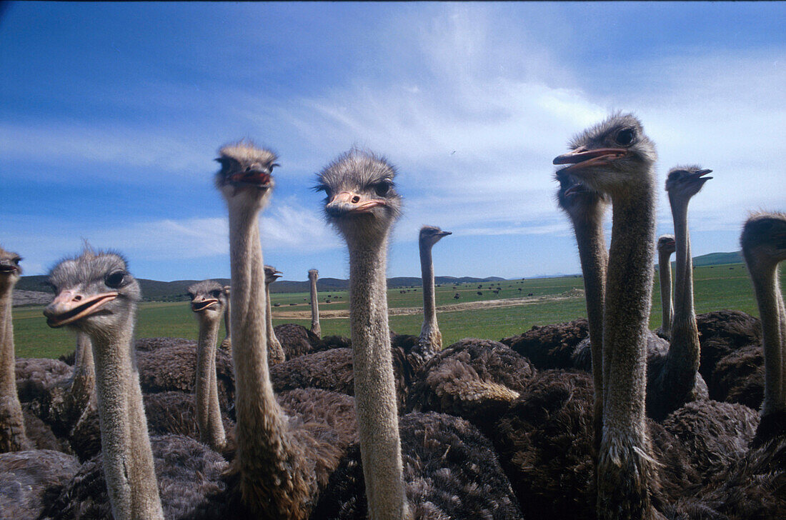 Straussenfarm, Oudtshoorn Straussen Suedafrika