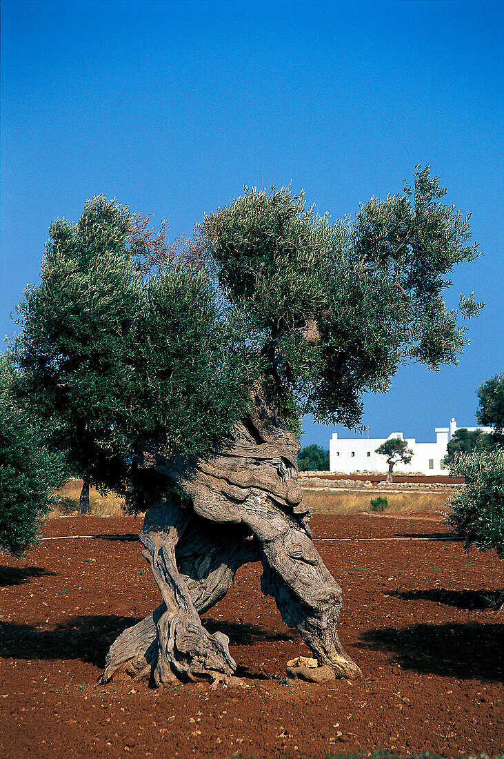Olivenbäume, Apulien, Italien