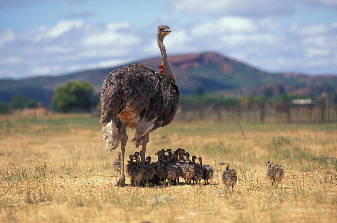 Ostrich with chicks on an ostrich's farm, Oudtshoorn, South Africa, Africa