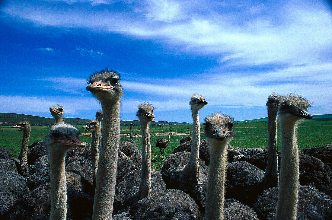 Ostrich farm, Oudtshoorn, South Africa