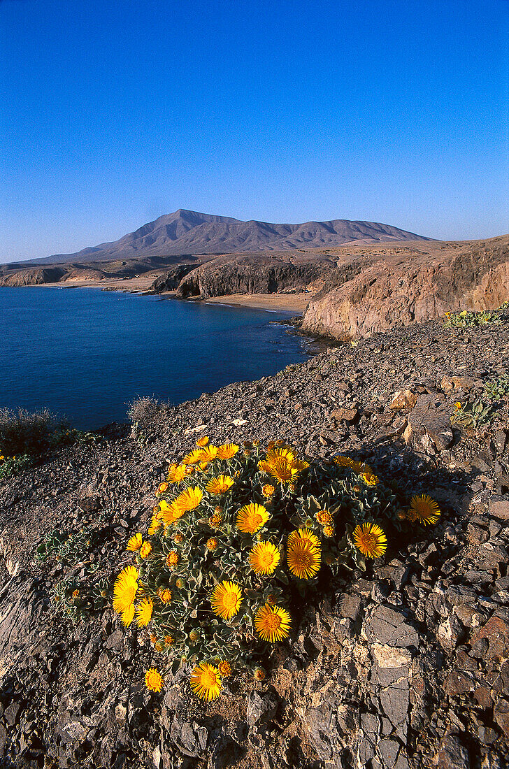 Gelbe Blumen und Küstenlandschaft im Sonnenlicht, Playa Mujeres, Lanzarote, Kanarische Inseln, Spanien, Europa