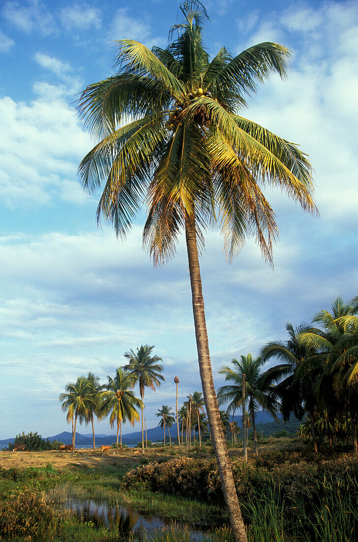 Strand bei Buff Bay, Portland Jamaika, Karibik